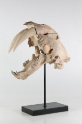 Tierschädel, Säbelzahntiger
