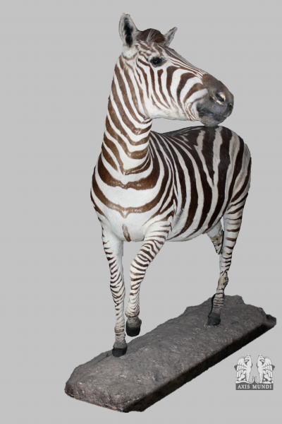 Zebra Präparat