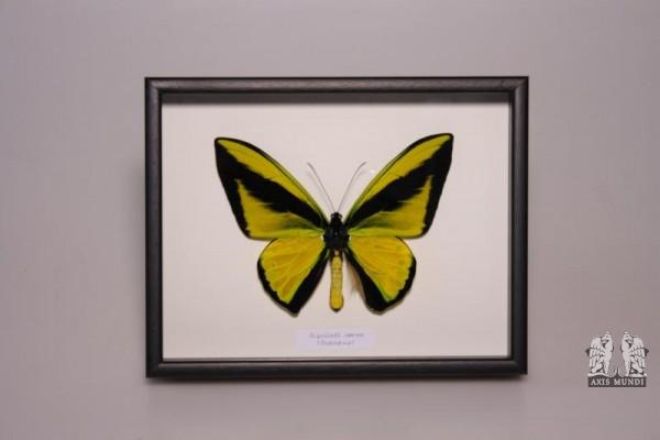 Art.-Nr.: 106765