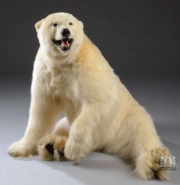 Eisbär Tierpräparat