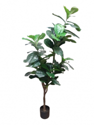 Ficus Lyrata Pflanze