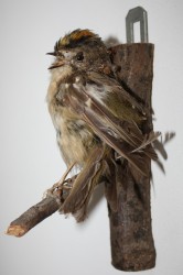 Vogel