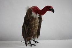 Vogel