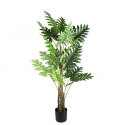 Pflanze "Philodendron"