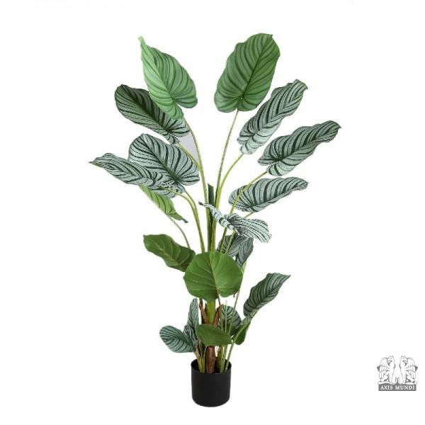 Pflanze "Calathea orbifolia"