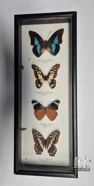 Schmetterling - 4er Set - gerahmt