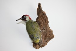 Vogel