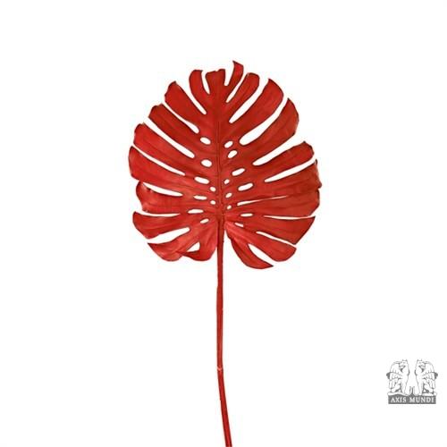 Monstera Blatt