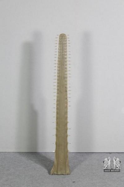 Zahn vom Sägefisch