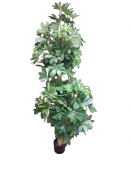 Schefflera Pflanze