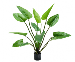 Pflanze "ALOCASIA"