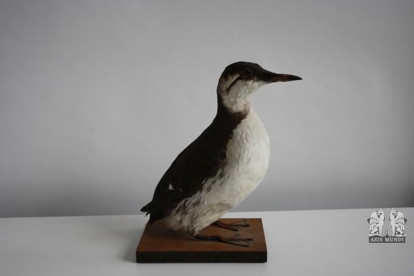 Vogel