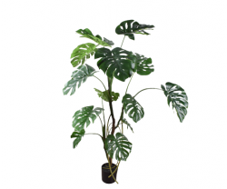 Pflanze "MONSTERA"