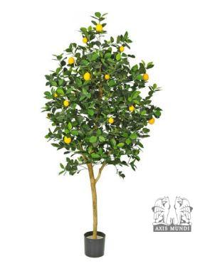 Zitronenbaum