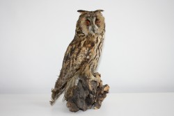 Vogel