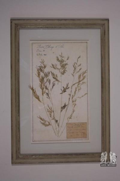 Naturalienkabinett 'getrocknete Pflanzen, Feldblume'