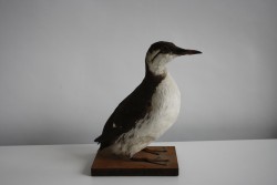 Vogel