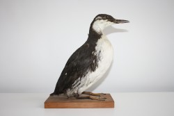 Vogel