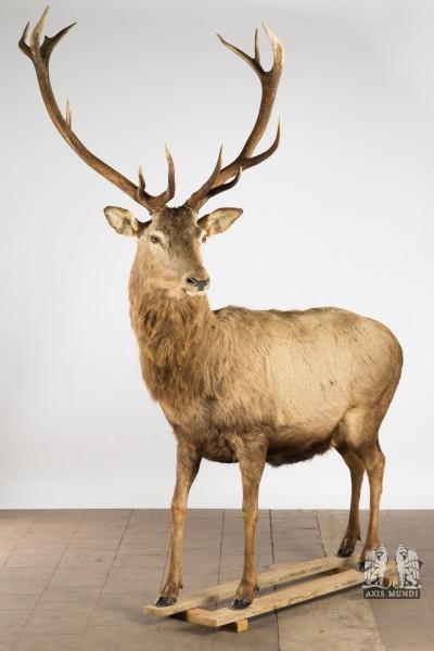 Großer Hirsch, Präparat