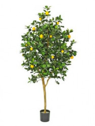 Zitronenbaum