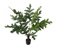 Pflanze "PALME"