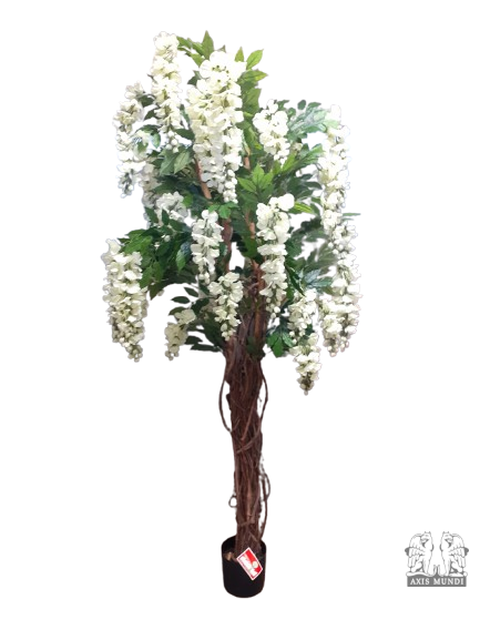 Wisteria Liana Pflanze