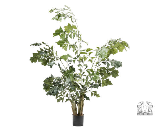 Pflanze "Palme"