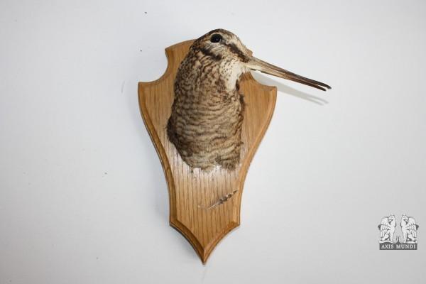 Vogel
