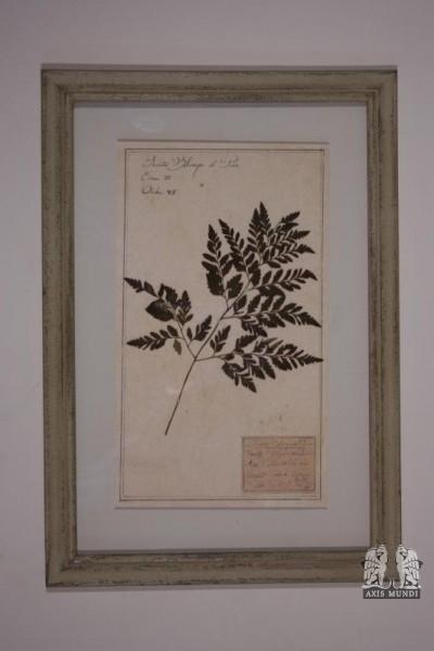 Naturalienkabinett 'getrocknete Pflanze, Wiesenschaumkraut'&q
