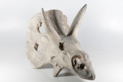 Rhinocerosschädel