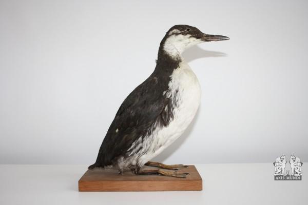Vogel
