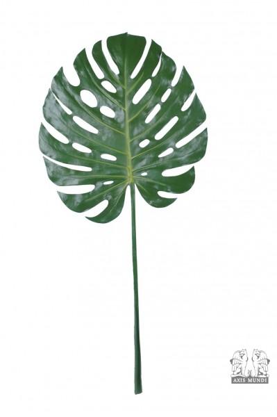 Kunstphiloselloum Blatt