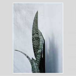 Poster Bayonet Plant