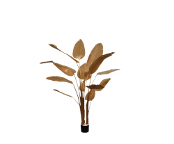 Pflanze "STRELITZIA"