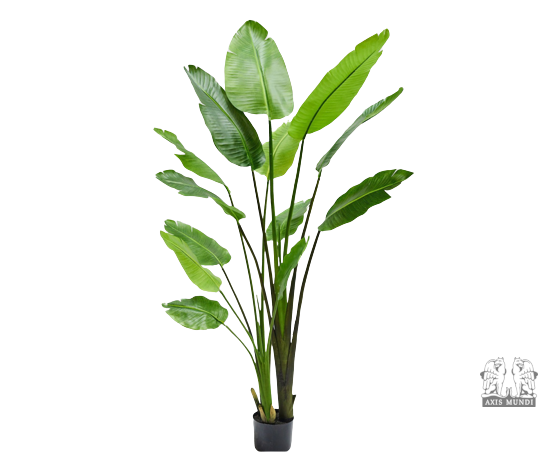 Pflanze "STRELITZIA"