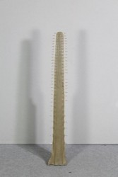 Zahn vom Sägefisch