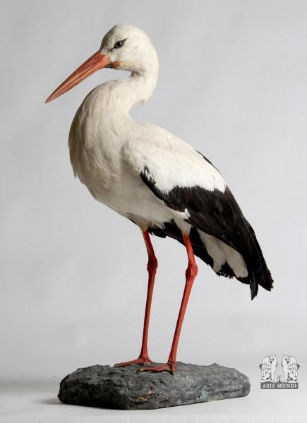 Tierpräparat Storch
