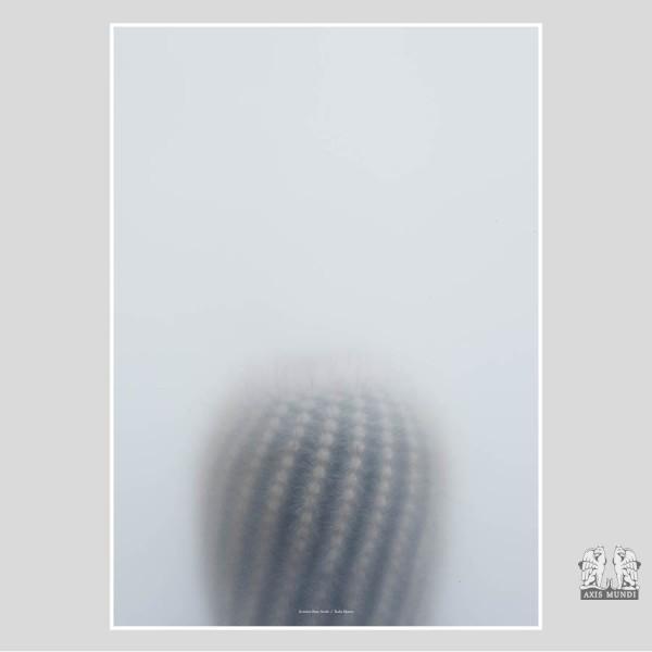Poster Ball Cactus