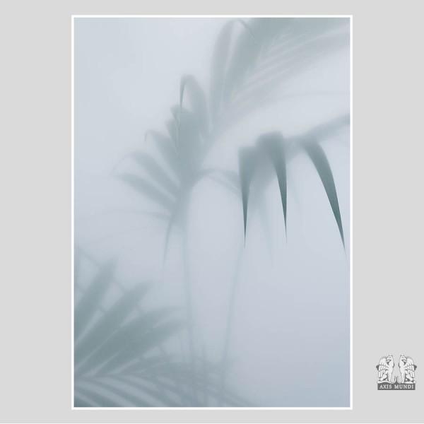 Poster Palm