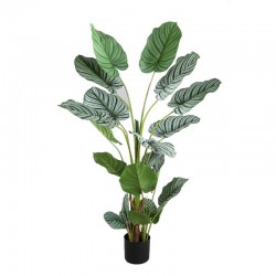Pflanze "Calathea orbifolia"
