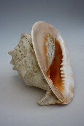 Art.-Nr.: 104499