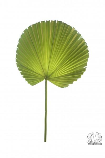 Kunstpalmblatt