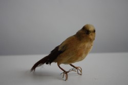 Vogel