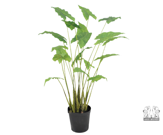 Pflanze "ALOCASIA"