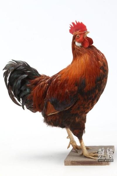 Hahn Tierpräparat